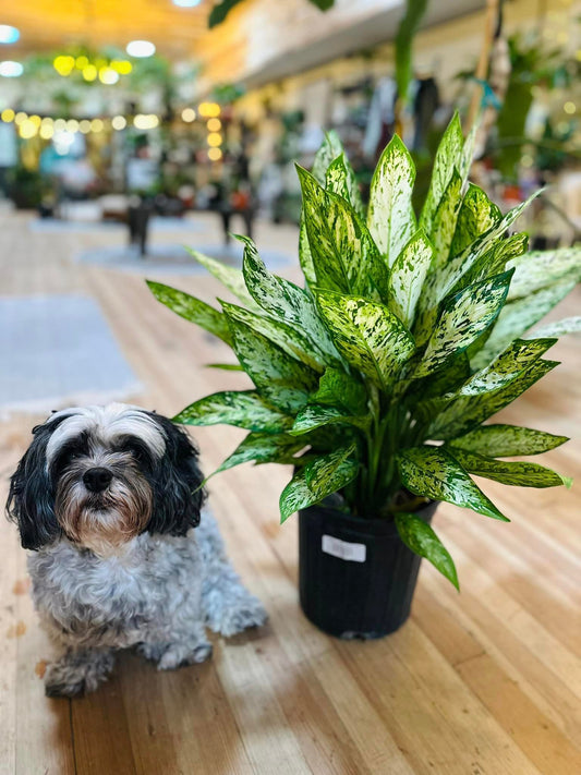 Dieffenbachia Vesuvius 10"