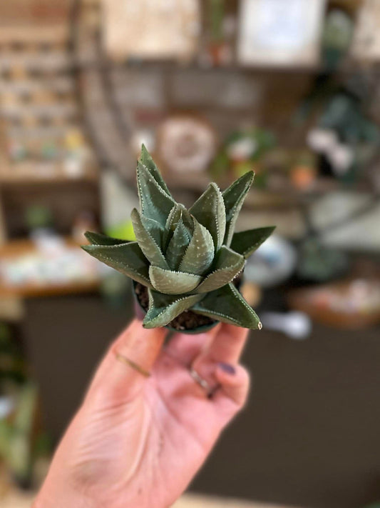 Haworthia 'Savanna' 2"