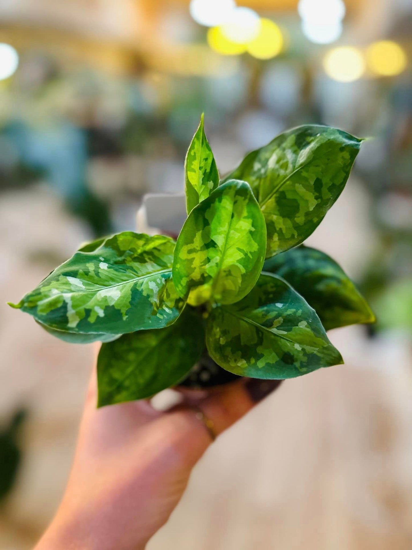 Aglaonema pictum 'Tricolor' 4"