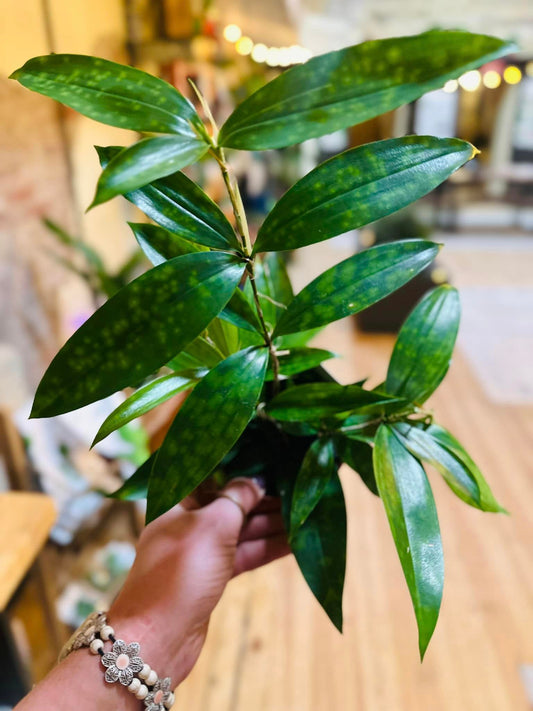 Dracaena Florida Beauty 4"