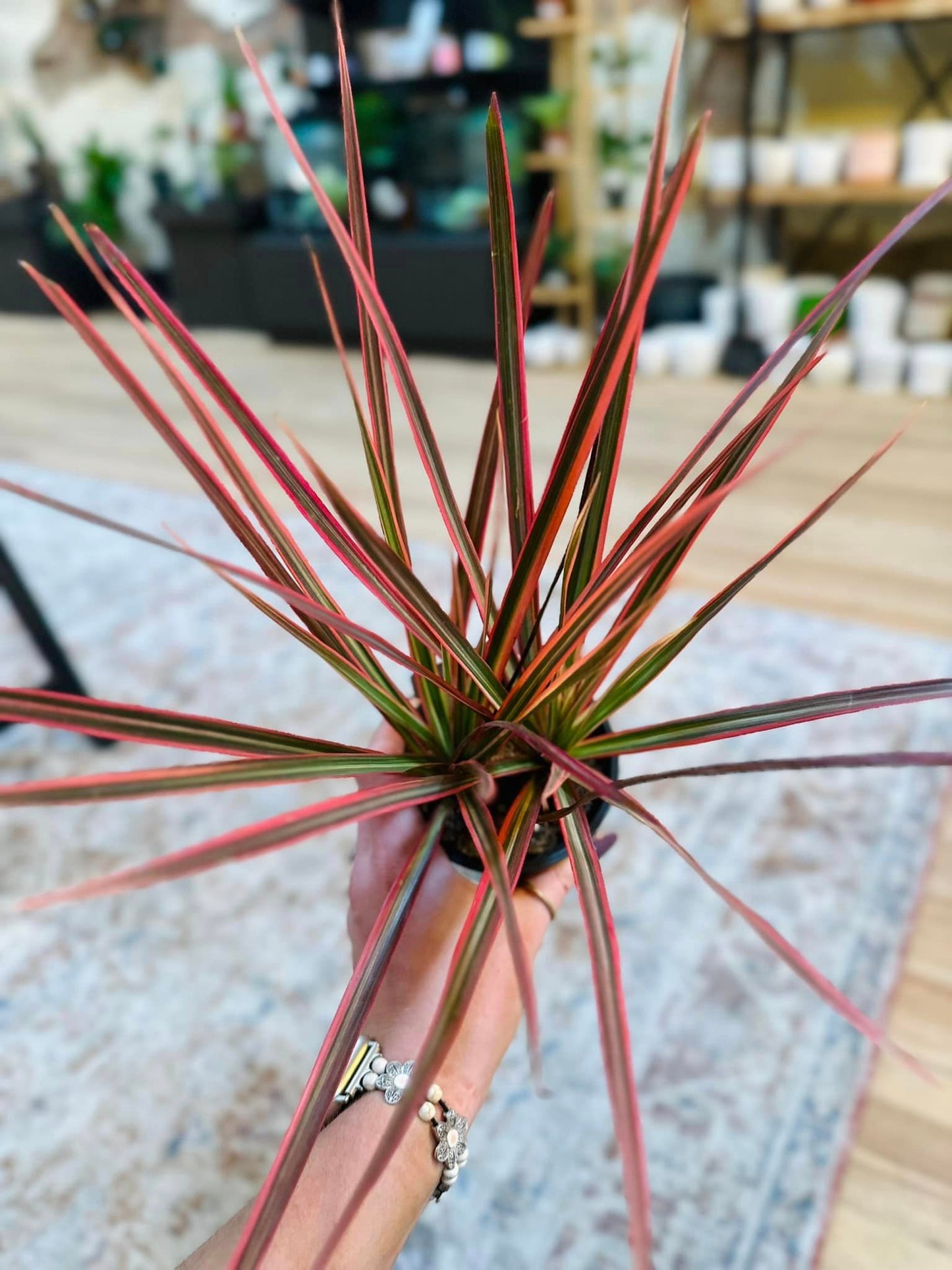 4" Dracaena Marginata Pink