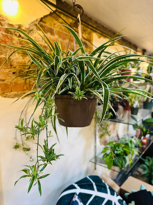 Spider Plant Hanging Basket 8"