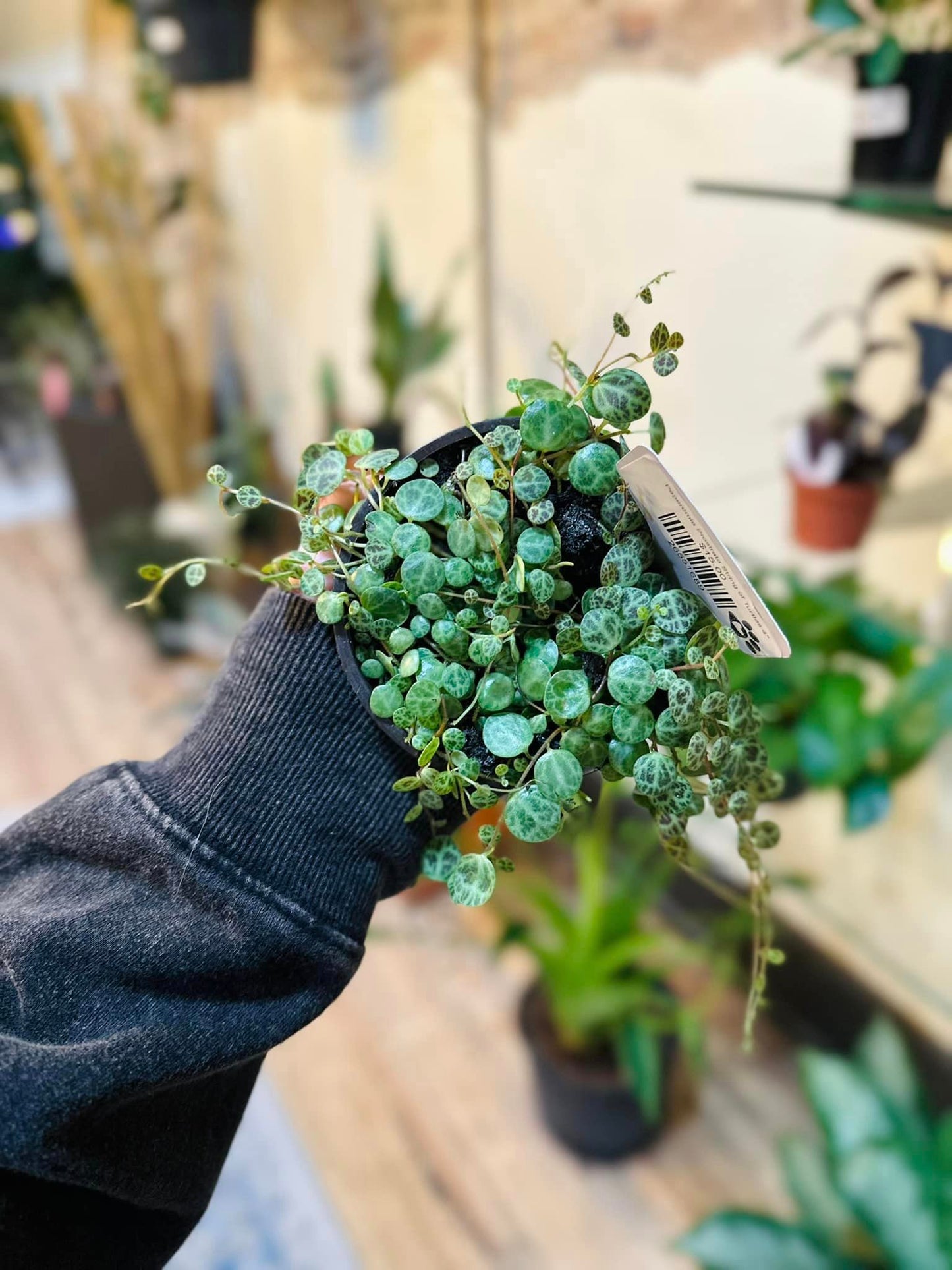 Peperomia Prostrata String of Turtles 4"