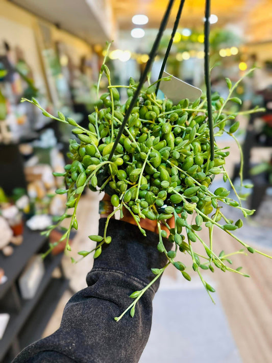 String of Watermelons Basket 6"