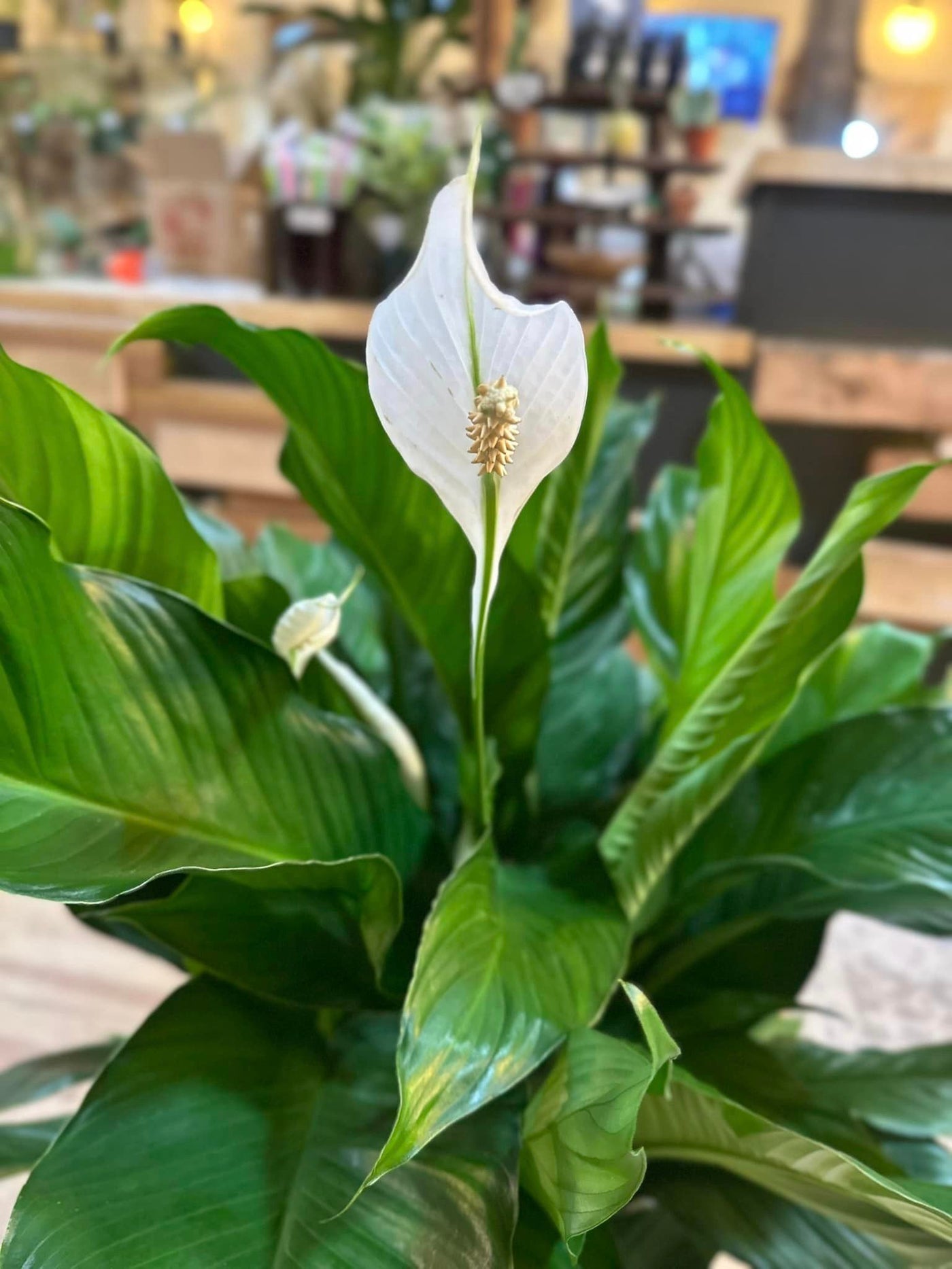 Peace Lily 8"