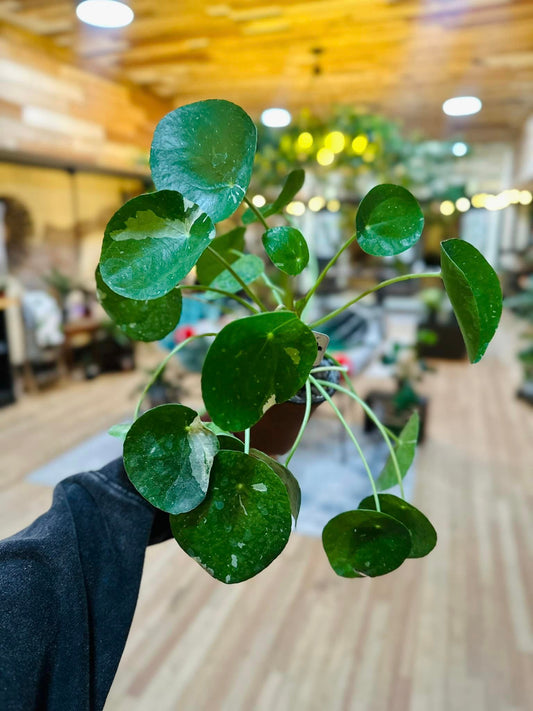 Pilea Peperomioides White Splash 4"