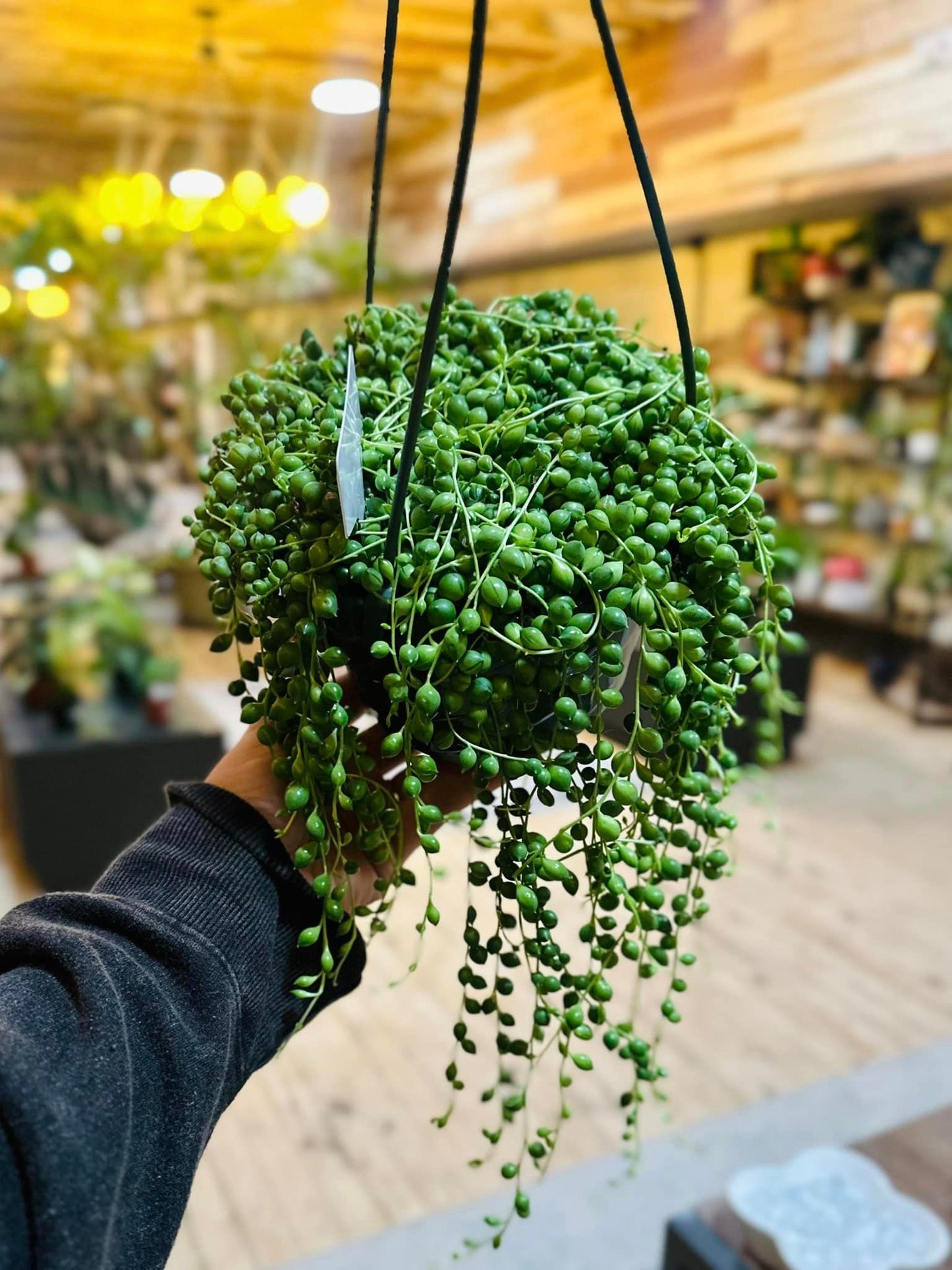 6" String of Pearls Basket