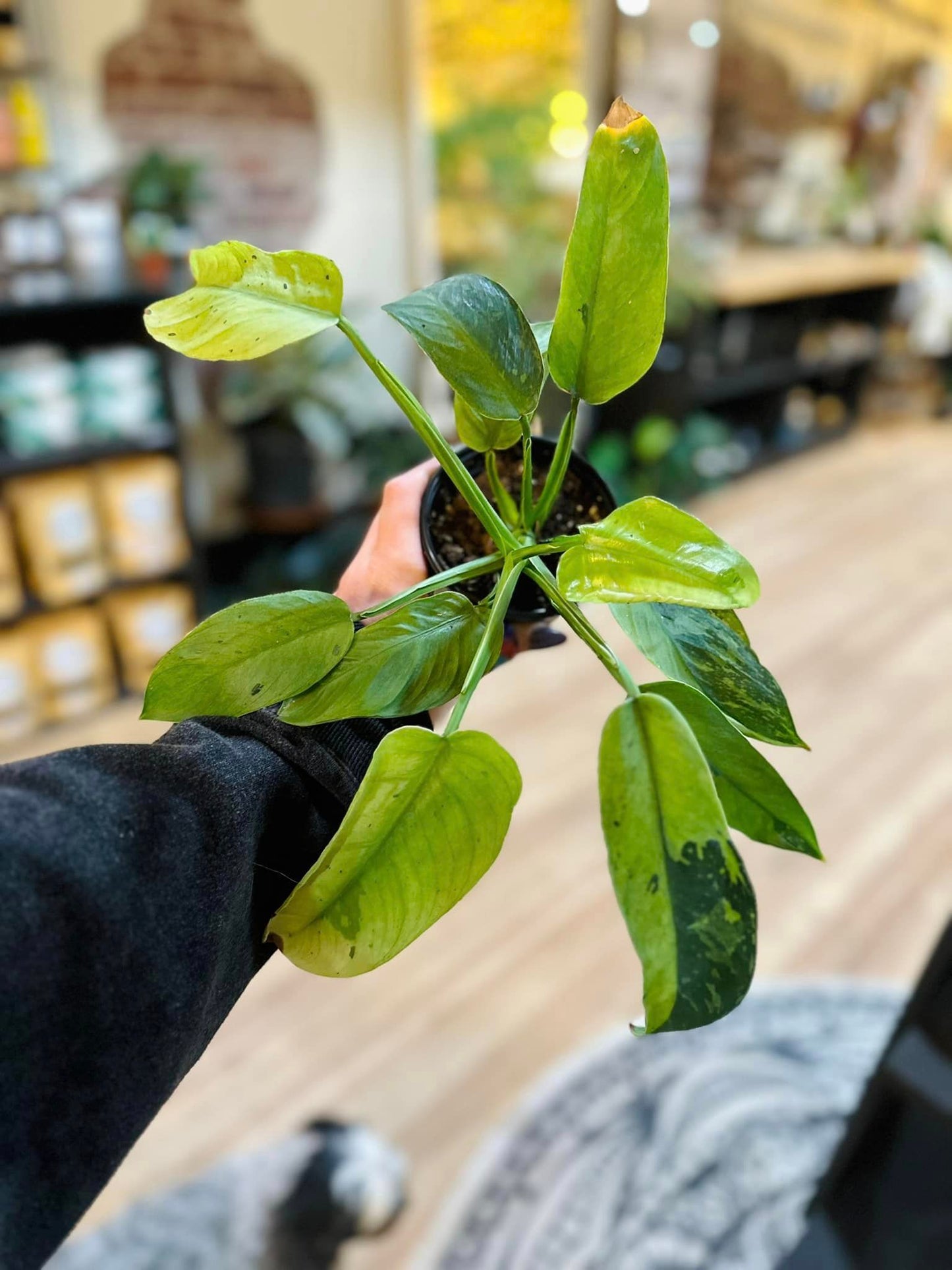 4" Philodendron 'Jose Buono'