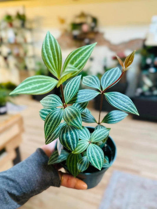 4" Peperomia Stilt