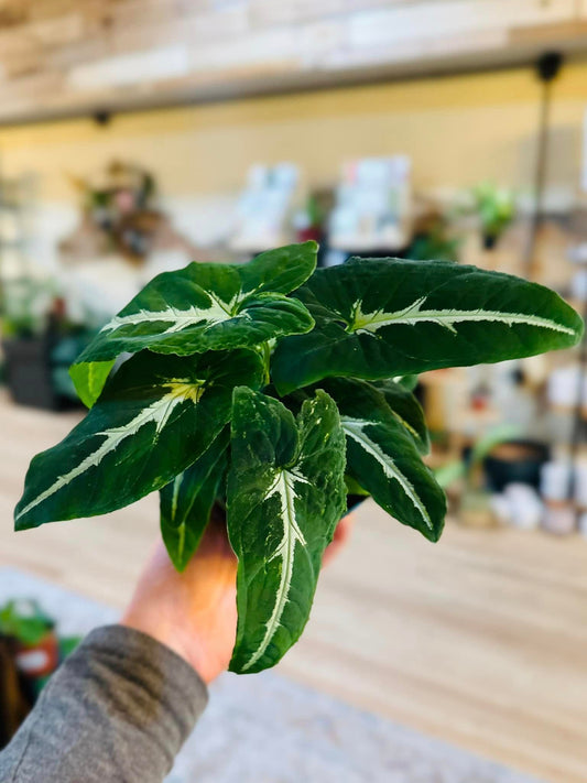 4" Syngonium Wendlandii