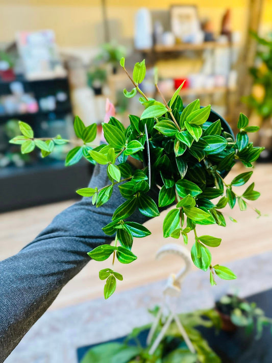 4" Peperomia Funky Frog