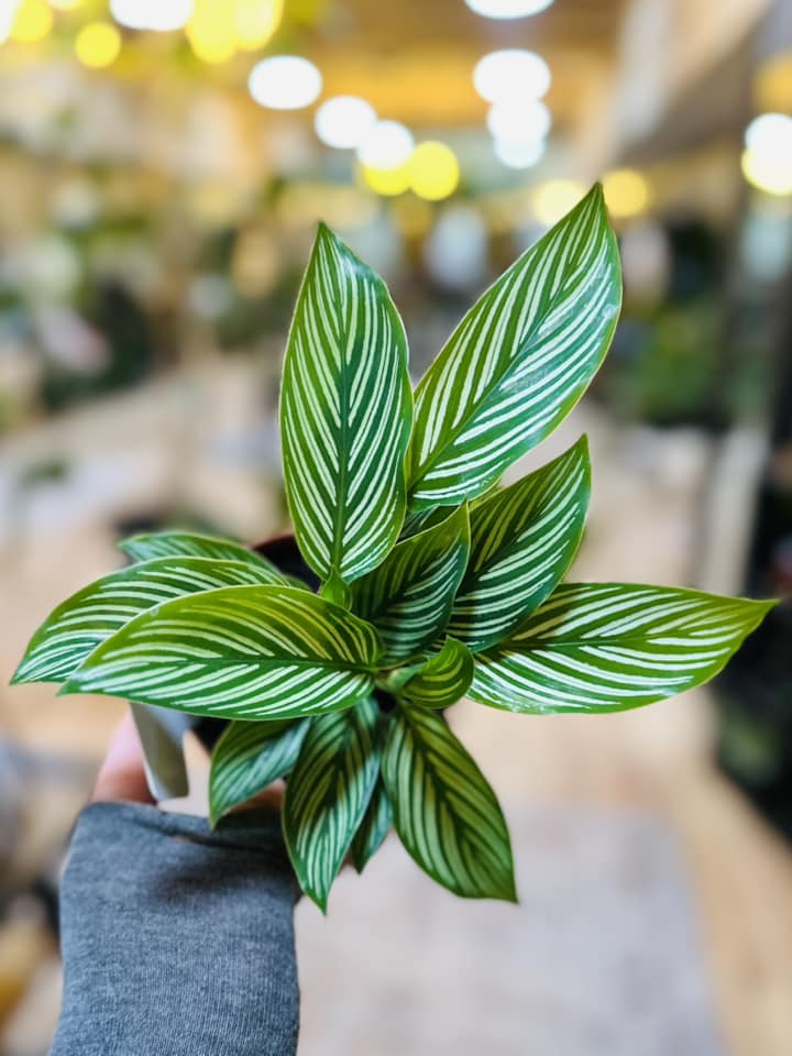 4" Calathea Vittata