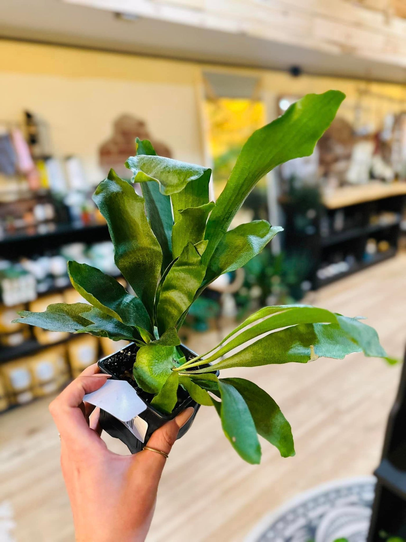 Staghorn Fern 4"