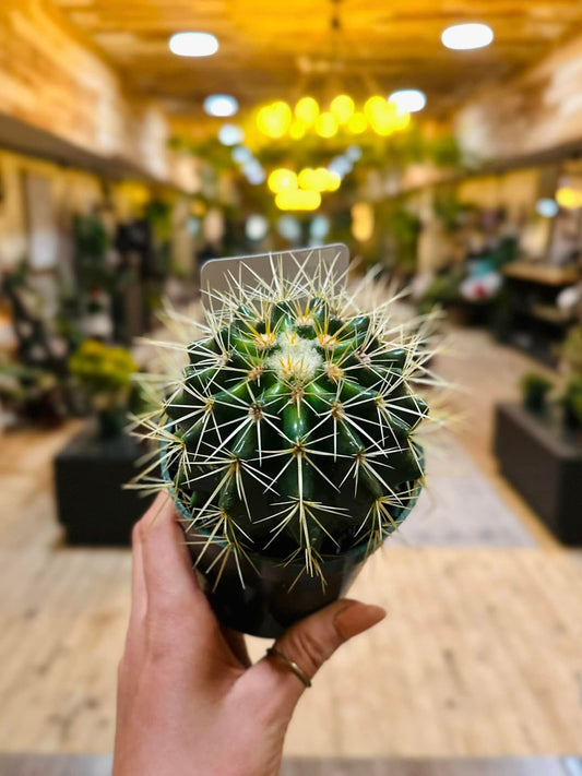 Golden Barrel Cactus 4"