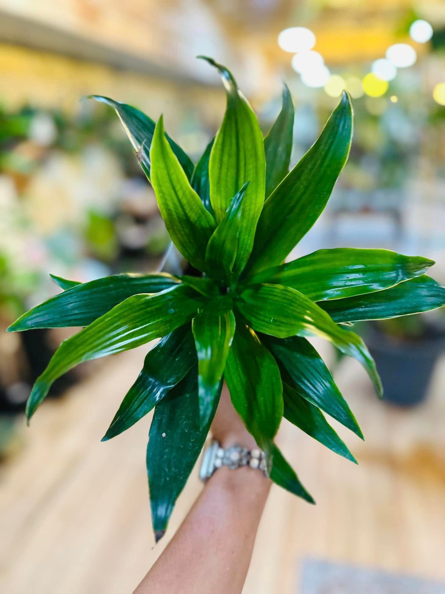 4" Dracaena Janet Craig