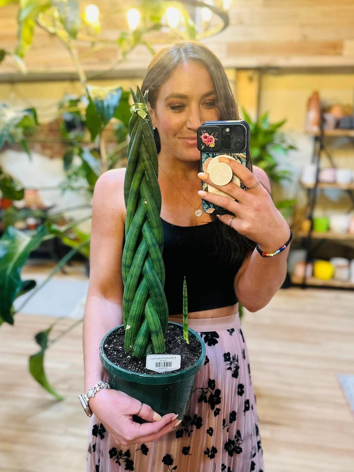 8" Braided Snake Plant