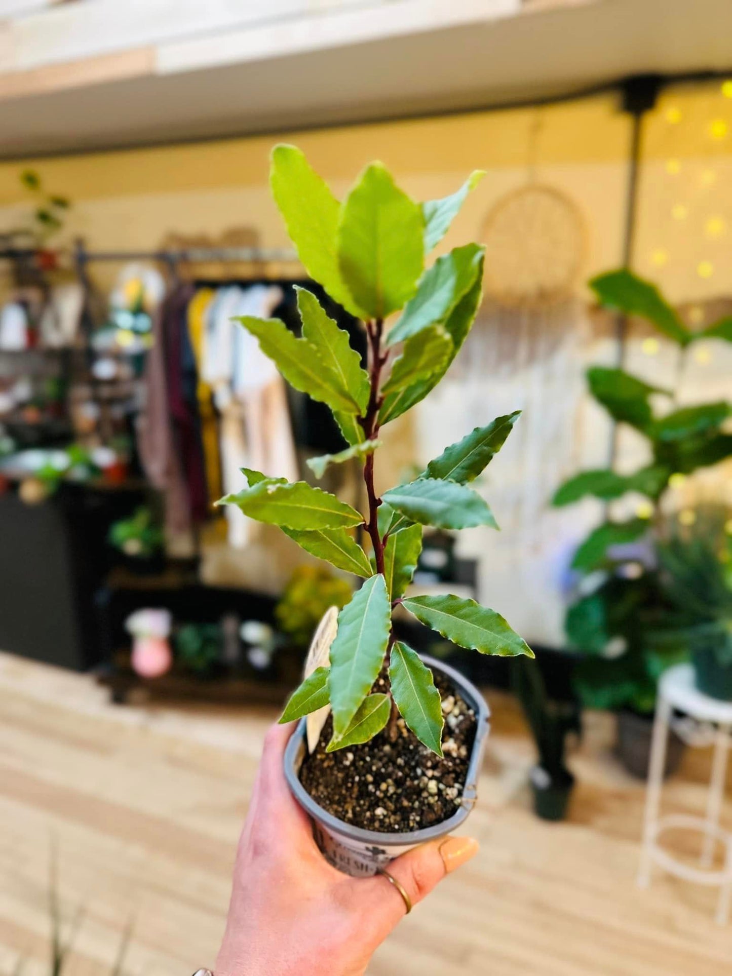 4" Bay Leaf