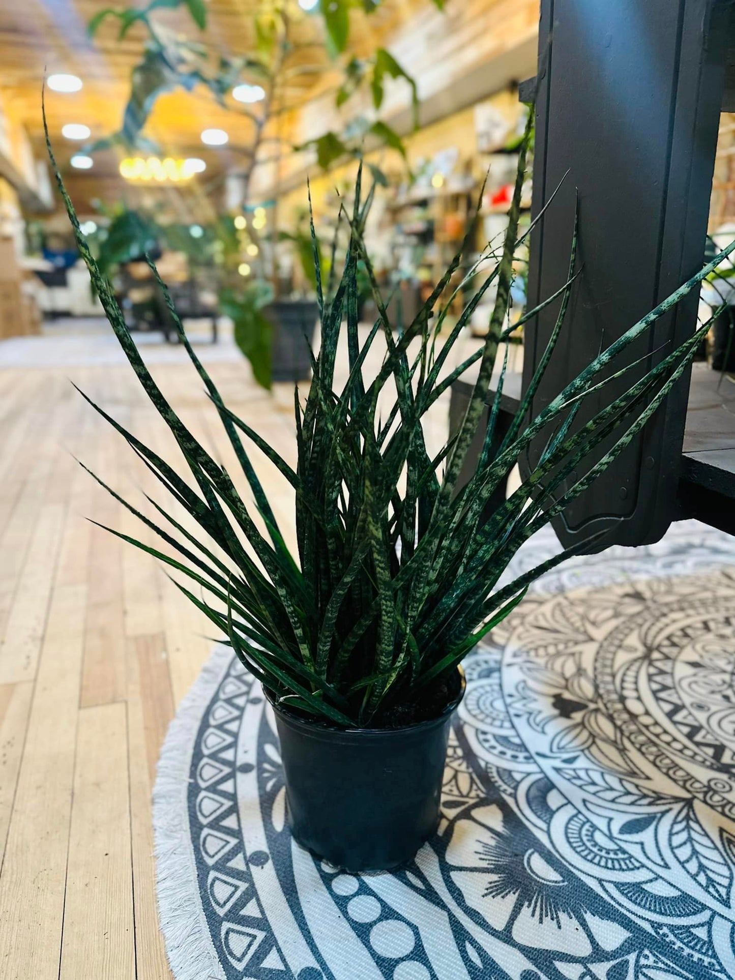 8" Sansevieria Fernwood Mikado