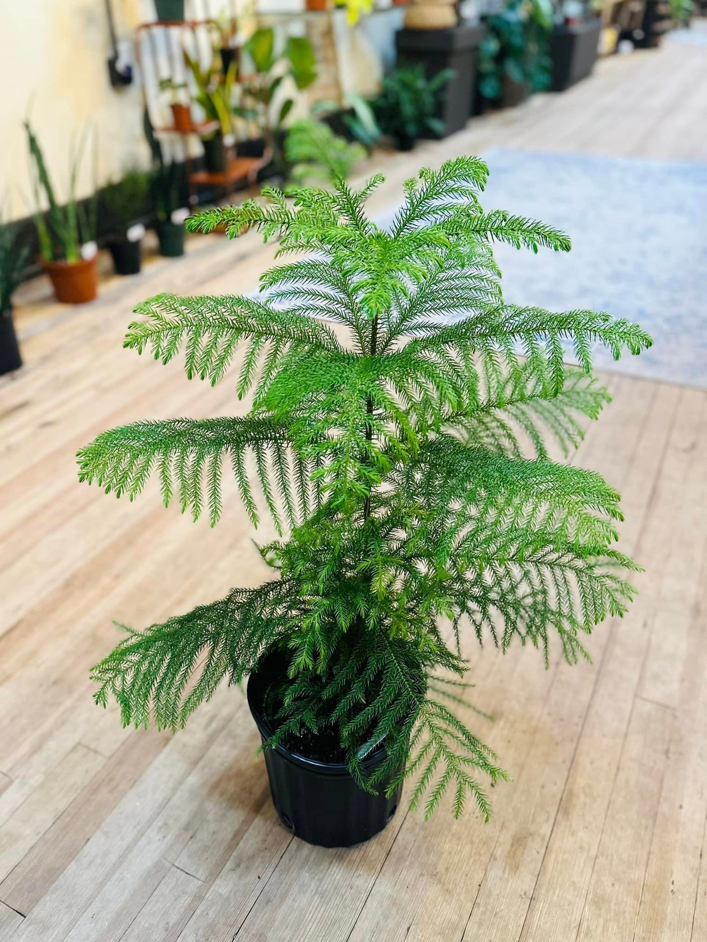 8" Norfolk Island Pine