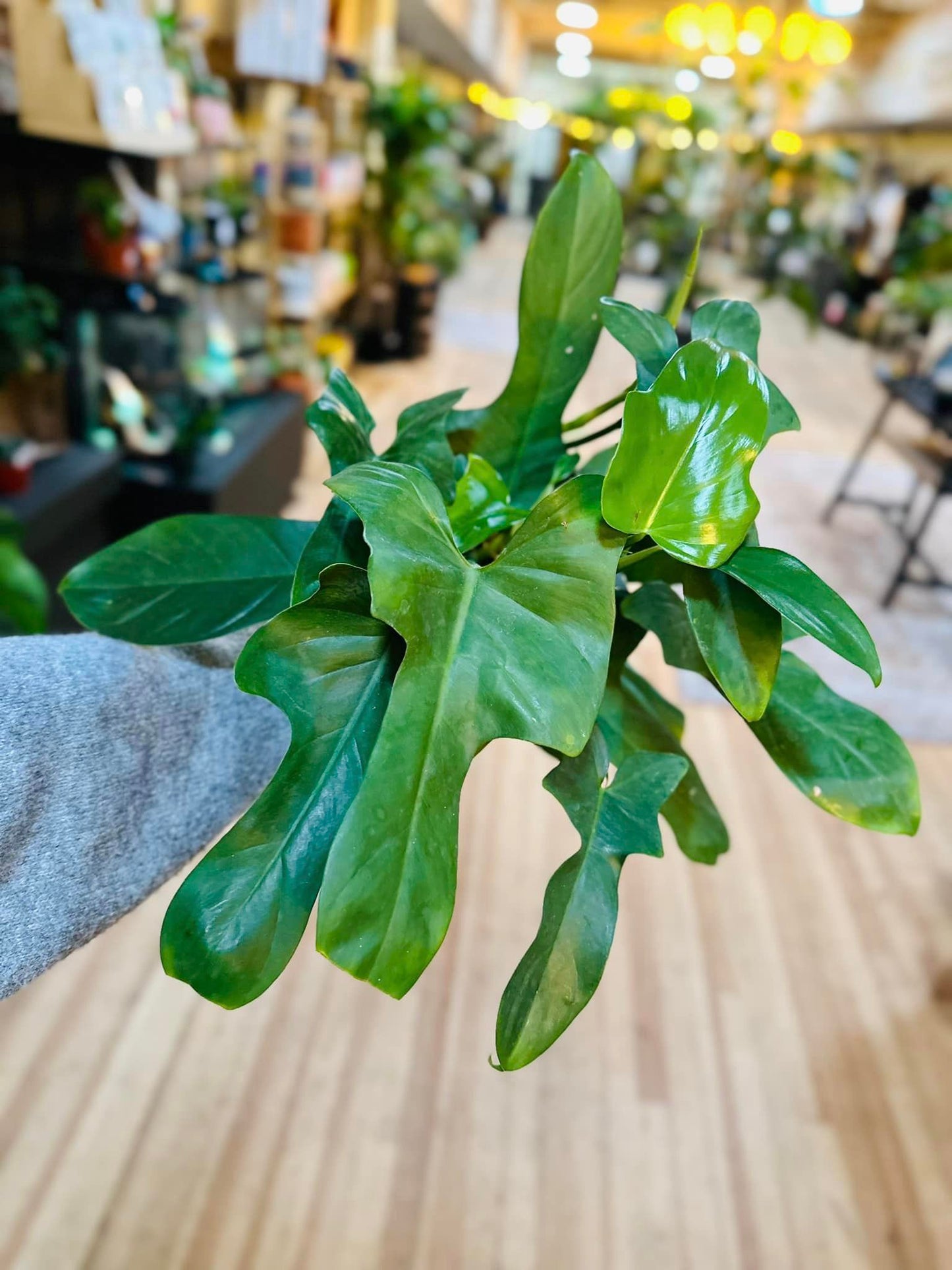 Philodendron bipennifolium 6"