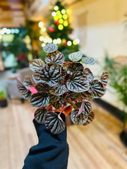 Peperomia Red Luna 4"