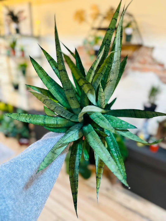 6" Sanseveria Silver Streak