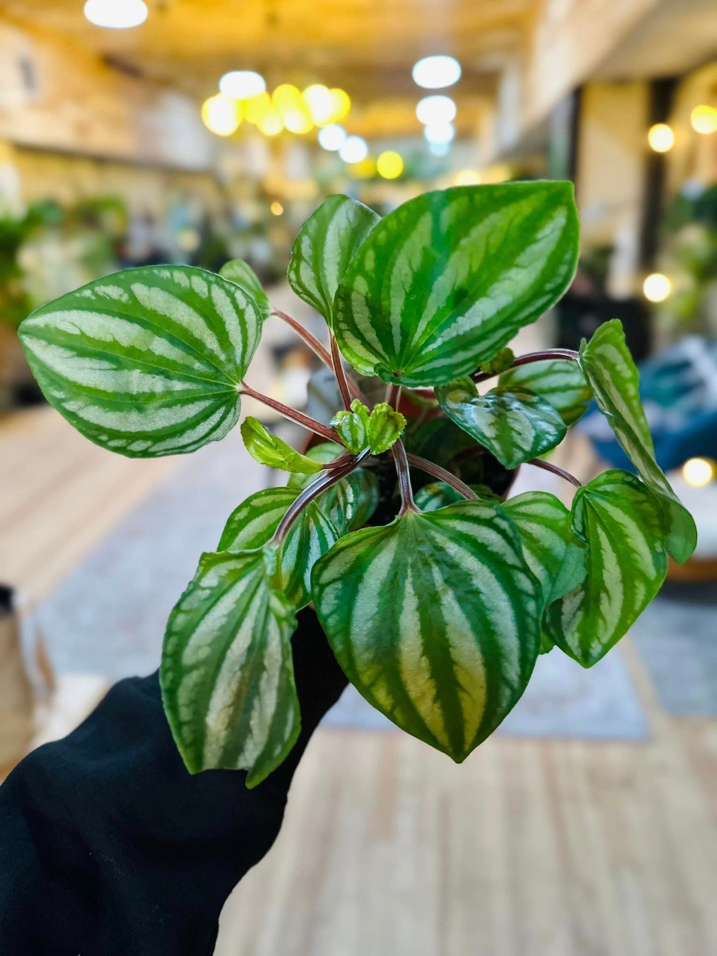 Peperomia Ecuador 4"