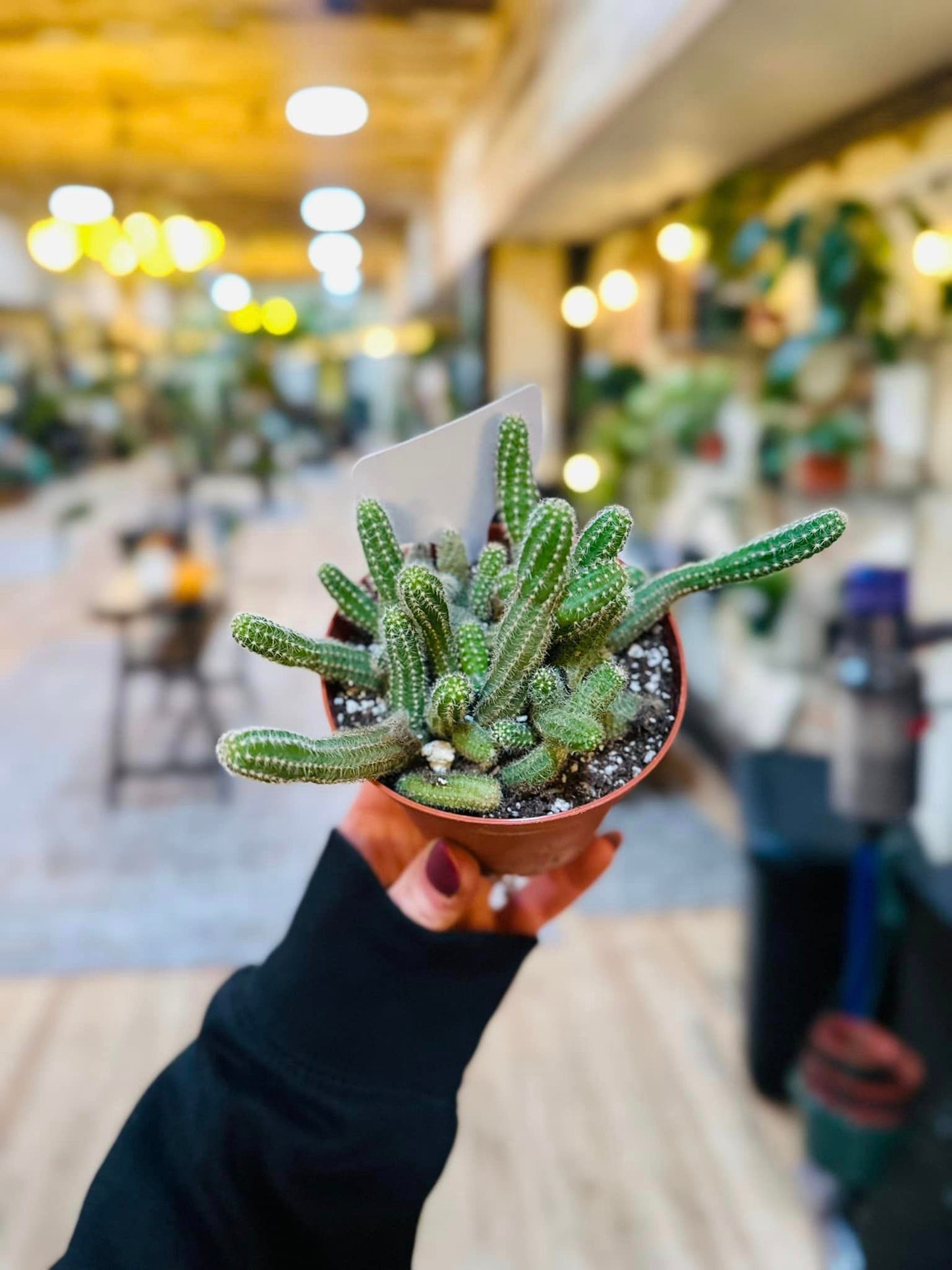 Peanut Cactus 4"