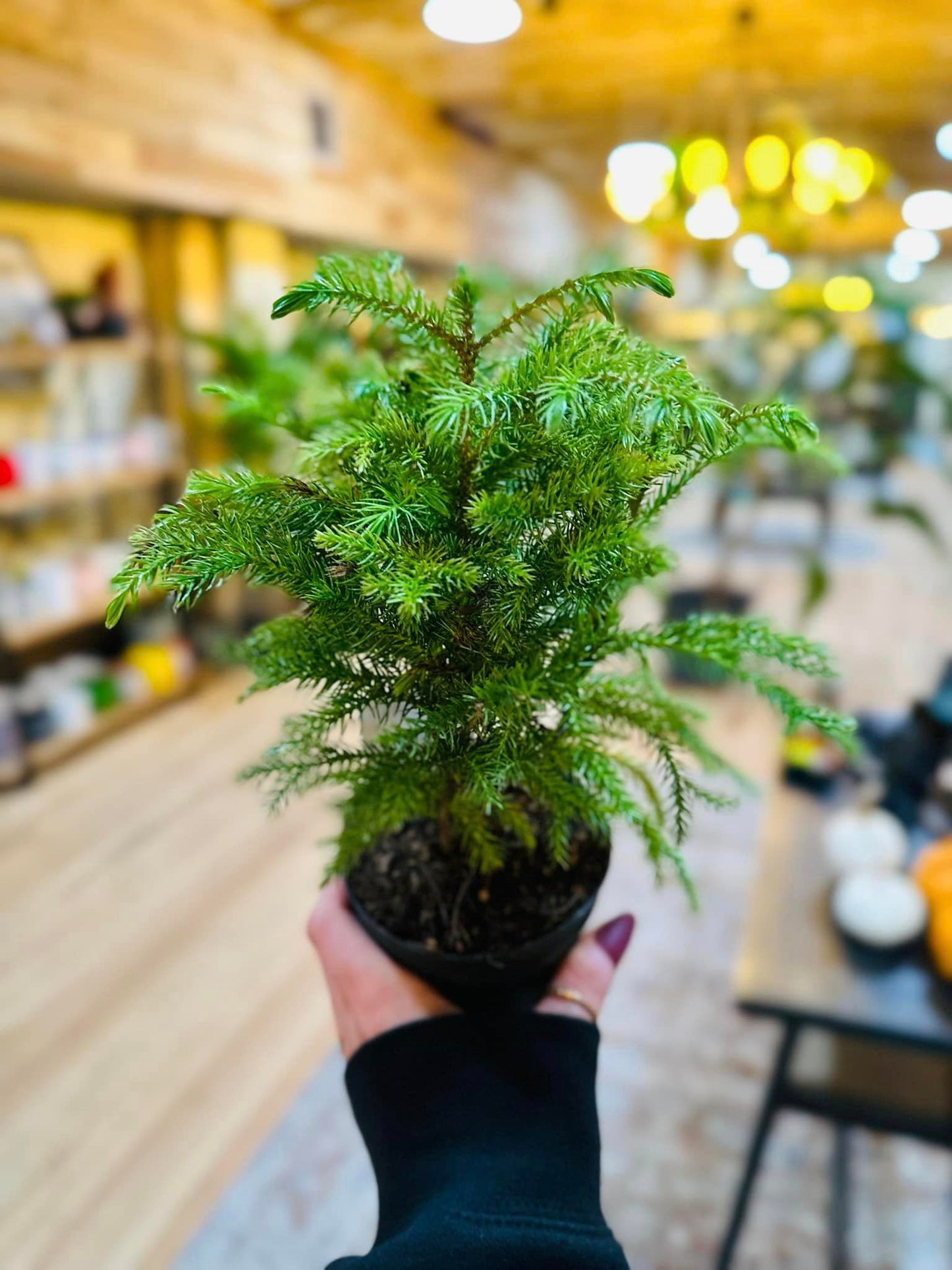 4" Norfolk Island Pine