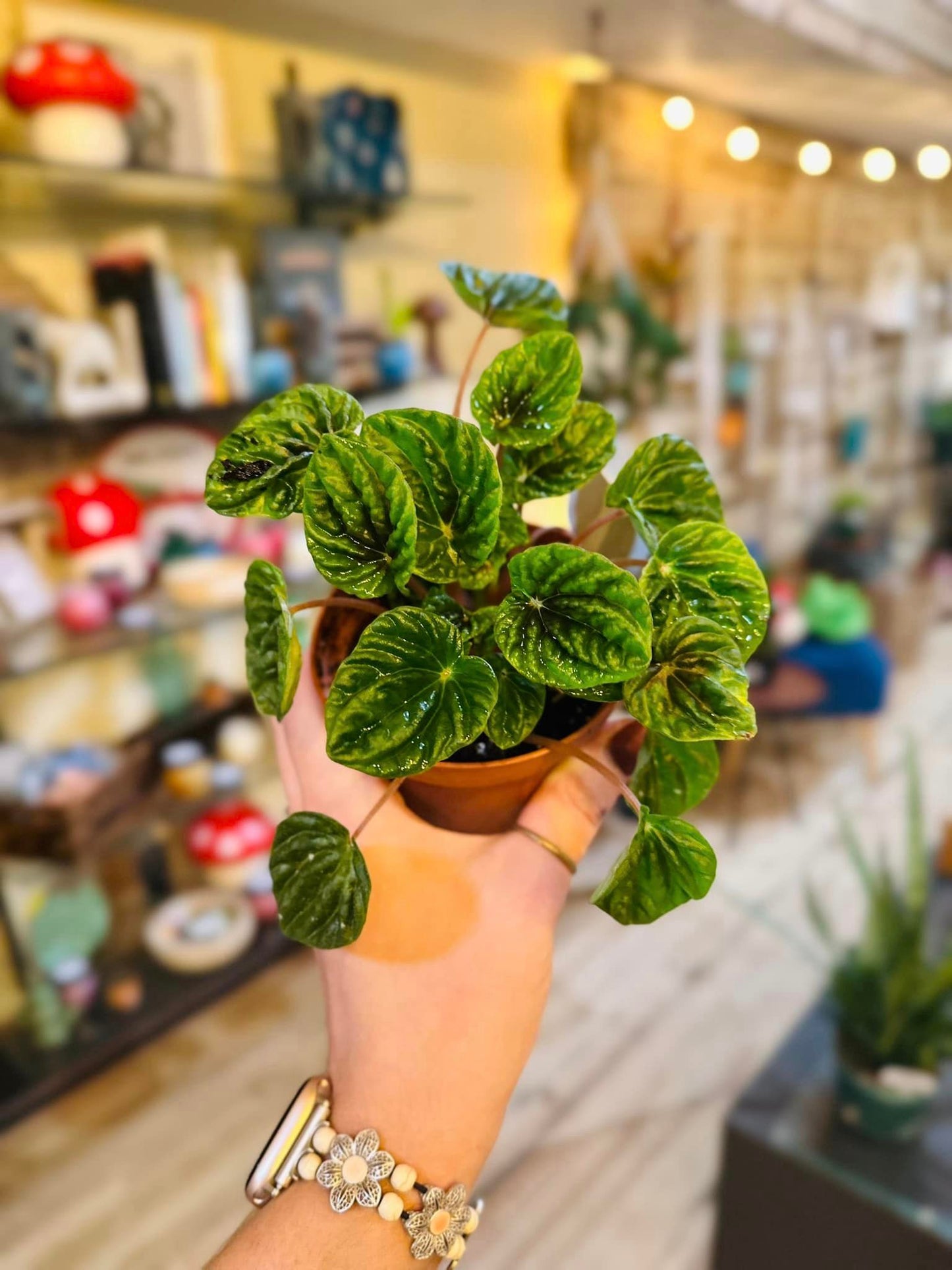 4" Peperomia Emerald Ripple