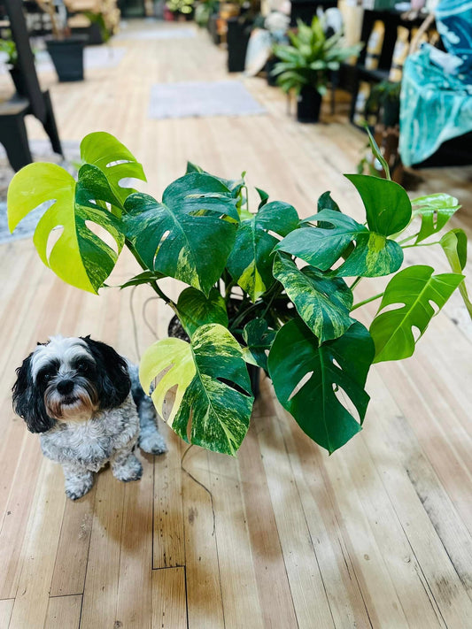 10" Monstera Borsigiana Aurea