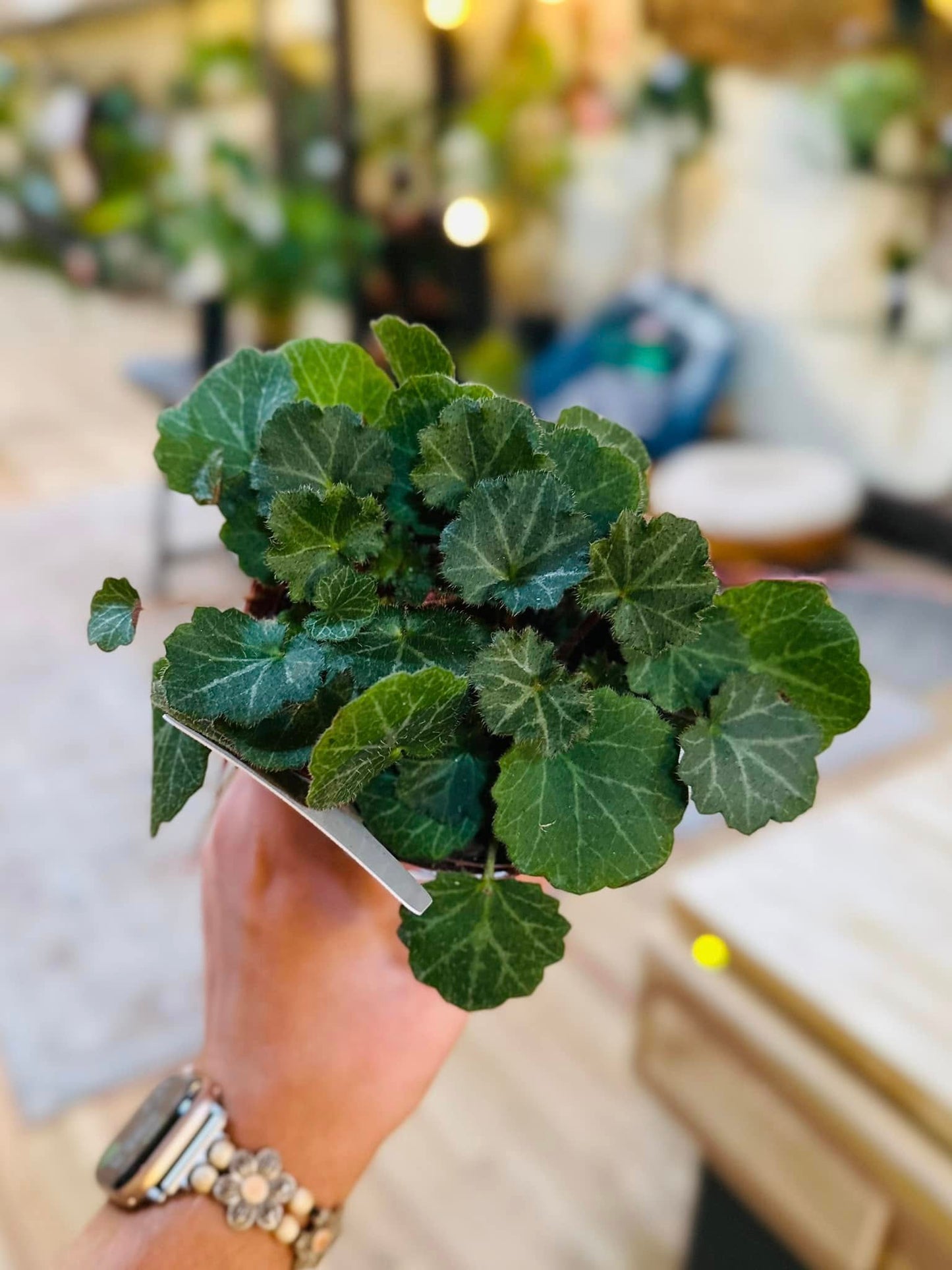 Strawberry Begonia 4"