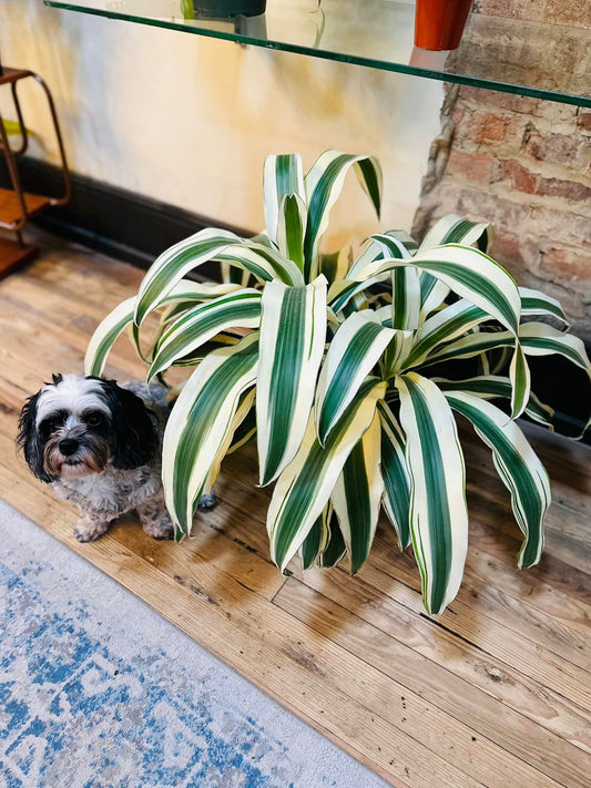 Dracaena White Aspen 10"