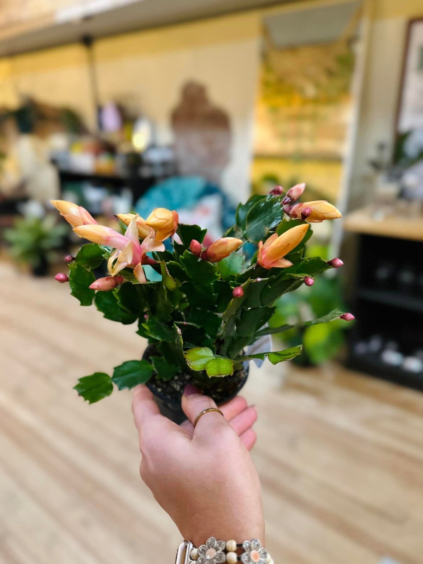 4" Holiday Cactus