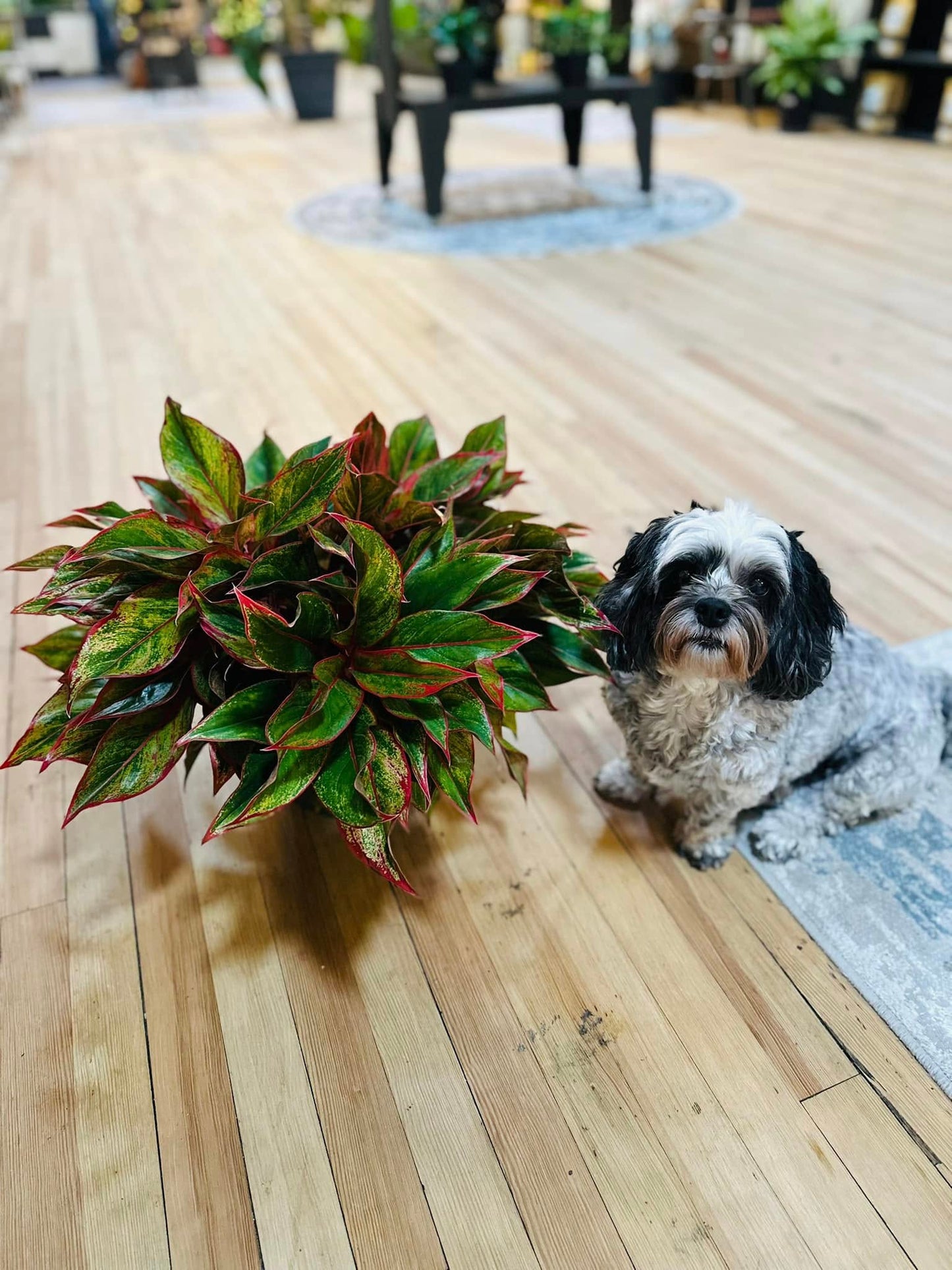 Aglaonema 'Red Siam Aurora' 8"