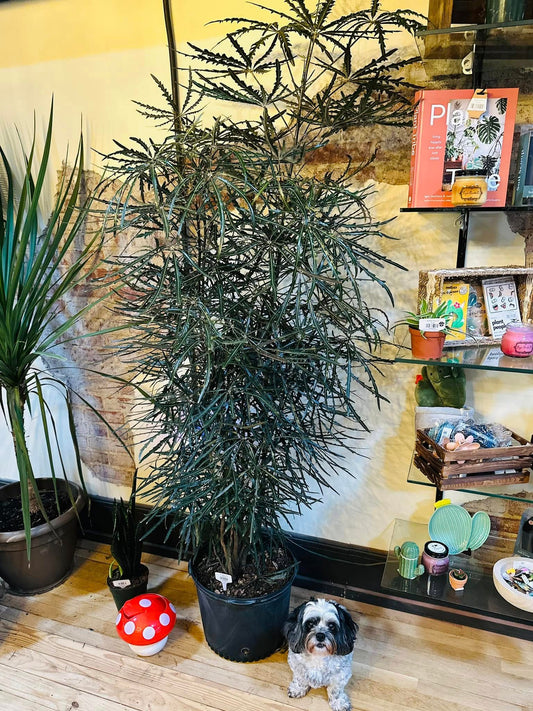 14" False Aralia