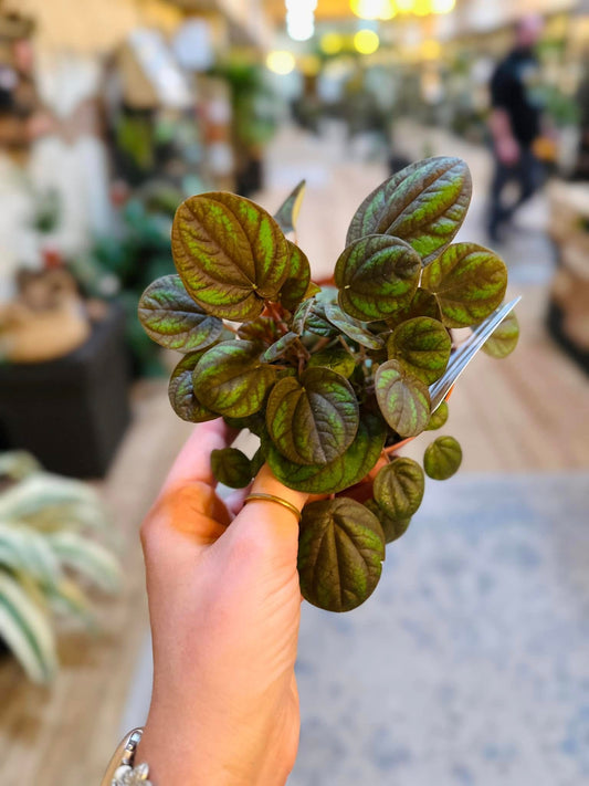 4" Peperomia Peppermill