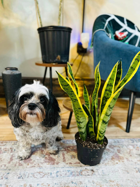 Laurentii Snake Plant 6"