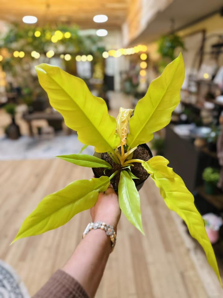 6" Philodendron 'Golden Crocodile'