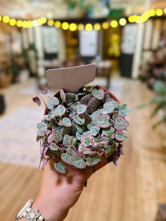 4" String of Hearts Variegated