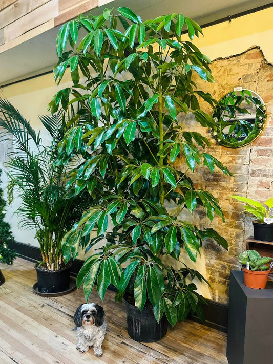 14" Schefflera Amate