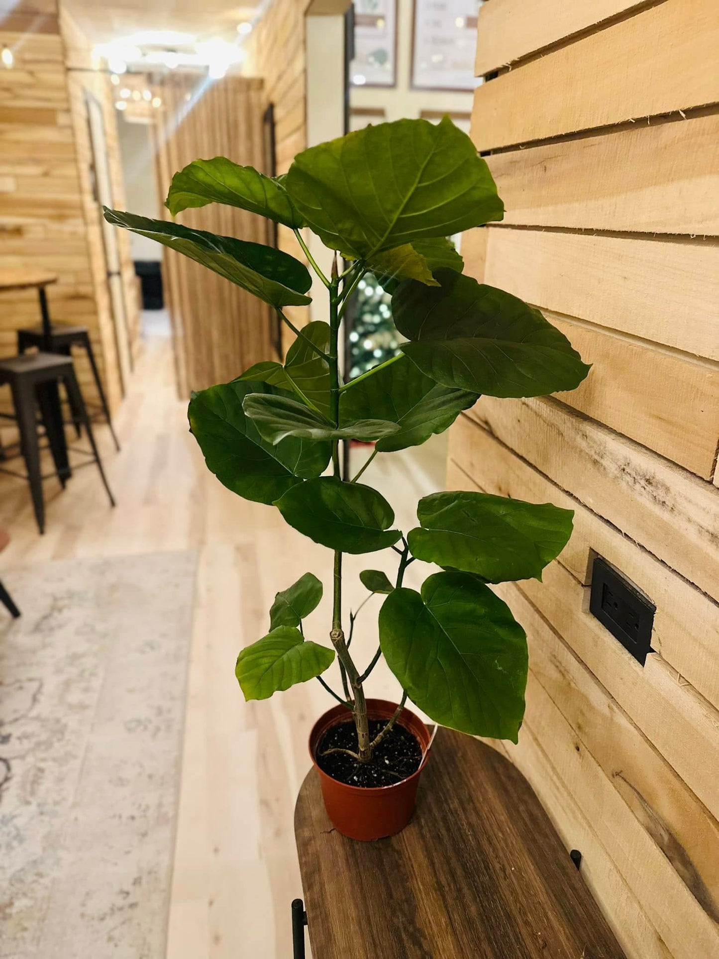 6" Ficus Umbellata