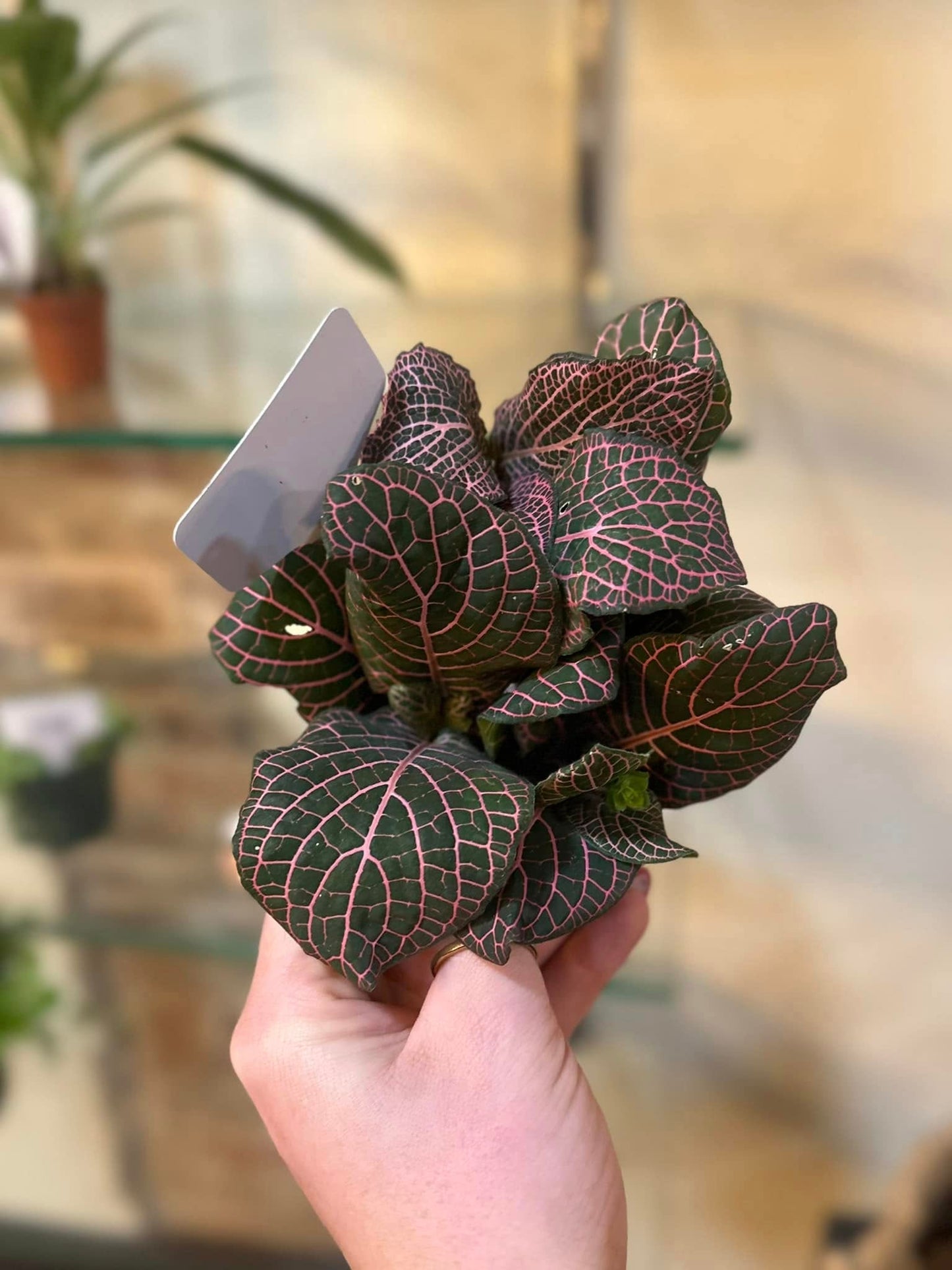 4" Fittonia