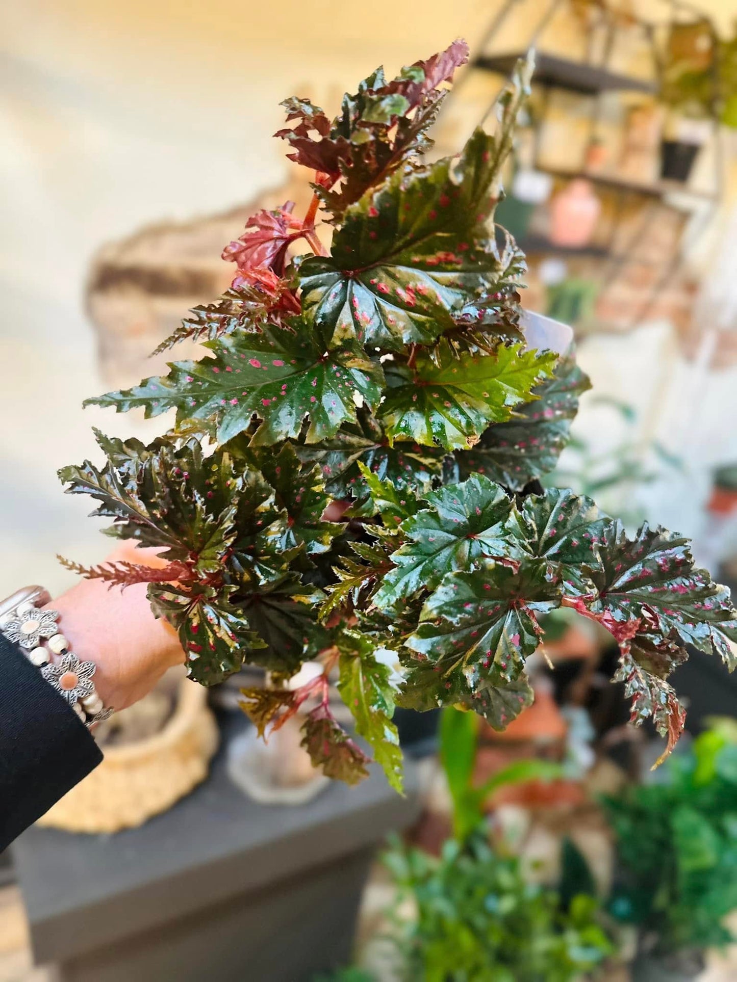 4" Begonia Serratipetala