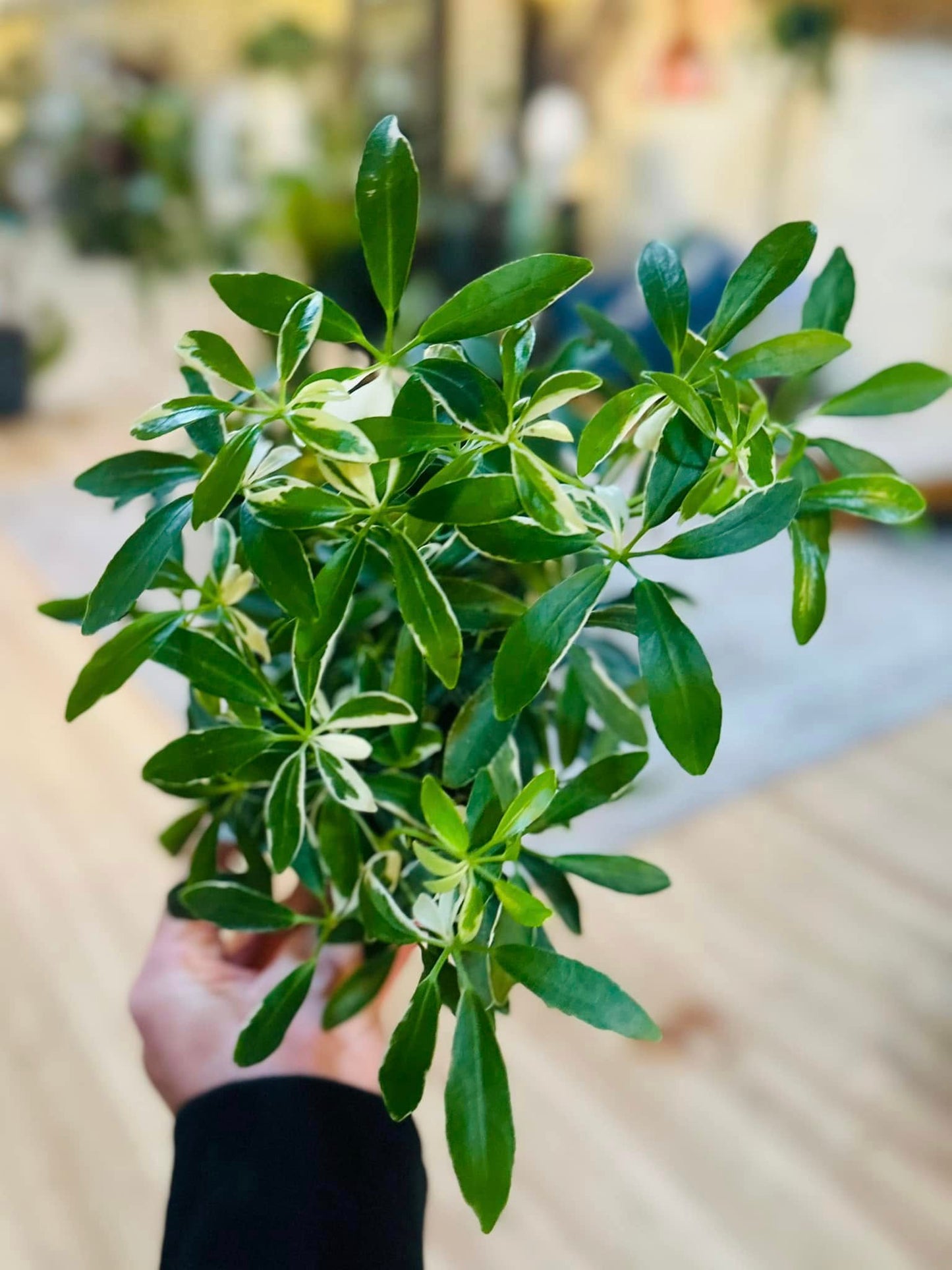 4" Schefflera Mini Moondrop