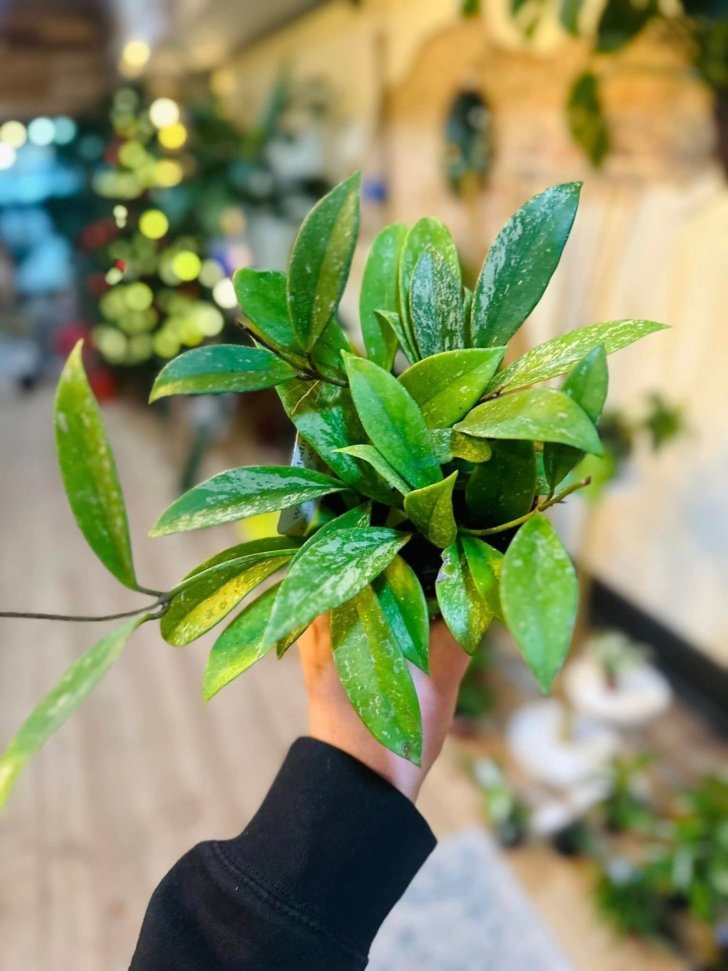 4" Hoya Pubicalyx Speckle