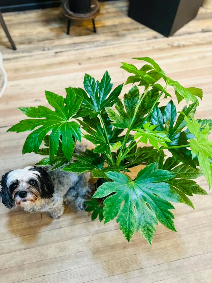 6" Fatsia Spider Web