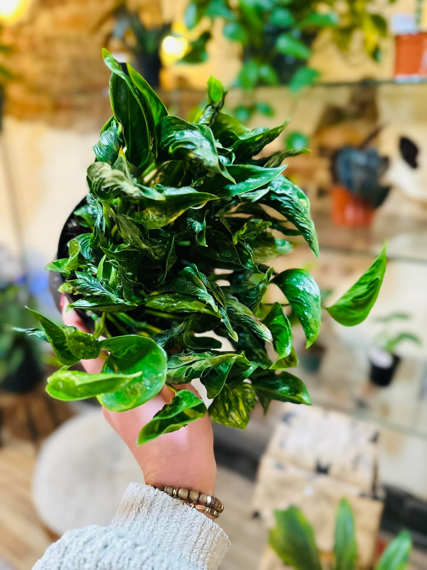 6" Pothos Shangri La