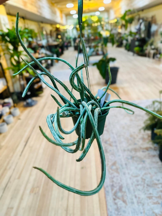 6" Senecio Pickle Basket