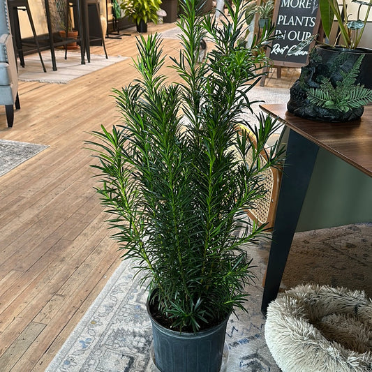 Podocarpus 10"